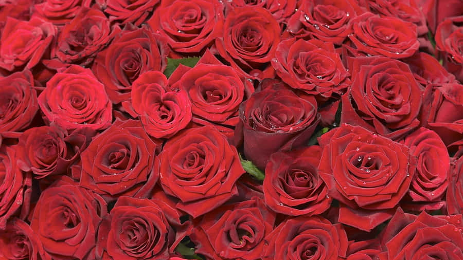 Vibrant_ Red_ Roses_4 K Wallpaper