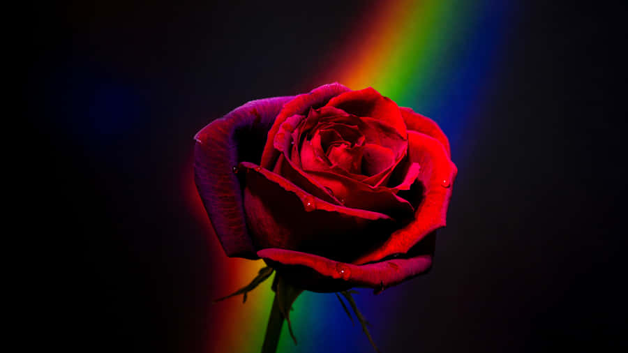 Vibrant_ Rose_ Rainbow_ Background_4 K Wallpaper