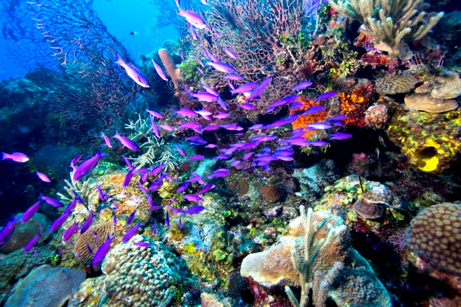 Vibrant_ Underwater_ Life_ Great_ Barrier_ Reef Wallpaper