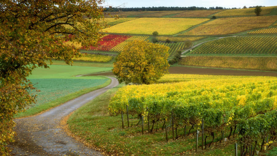 Vineyard In Side Road Wallpaper