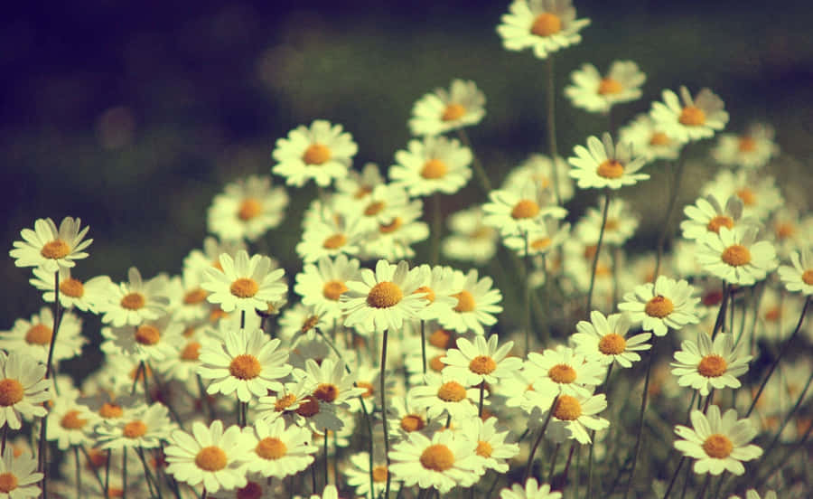 Vintage Desktop Daisy Flower Wallpaper