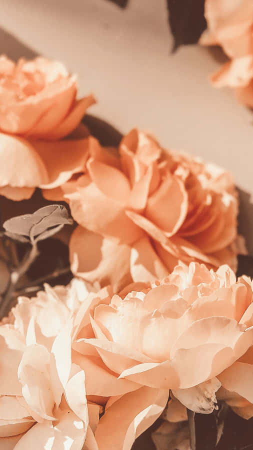 Vintage Peach Roses Petals Wallpaper