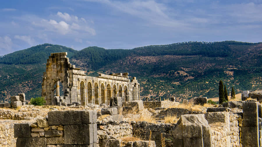 Volubilis Beautiful Complex Wallpaper