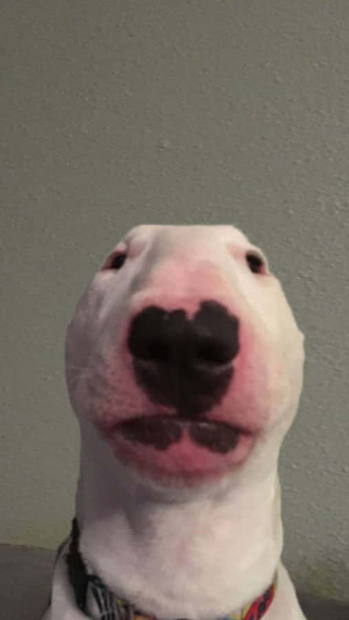 Walter The Lovable Rescue Pup Brightens Up The Day With His Energy Wallpaper