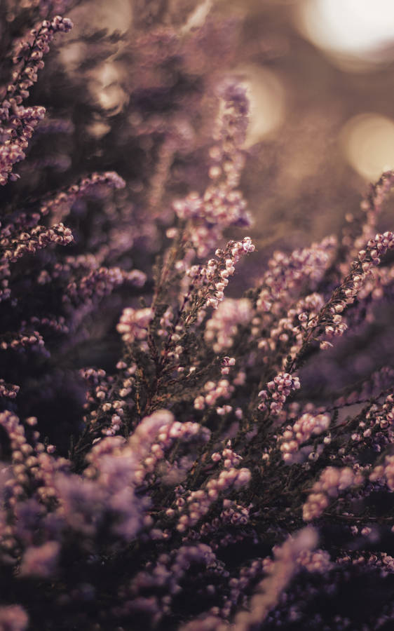 Warm Bokeh Flower For Phone Wallpaper