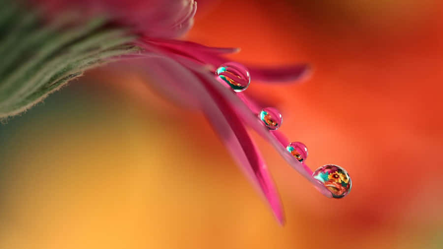 Water Droplets On A Flower Wallpaper
