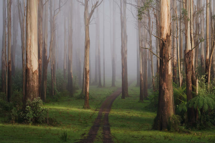 Welcome To Google Landscape! Wallpaper