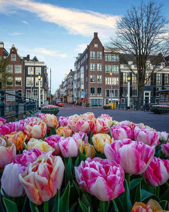 Welcome To The Springtime In Amsterdam Wallpaper