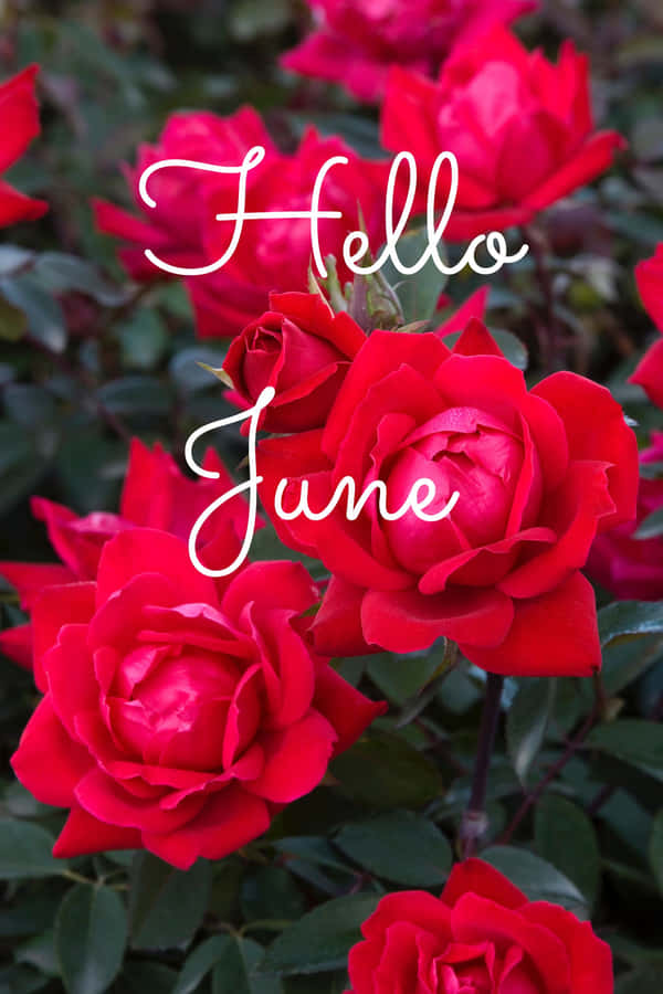 Welcoming June With Sunshine And Blooms Wallpaper
