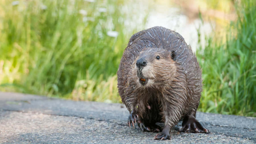 Wet Beaver On Land Wallpaper