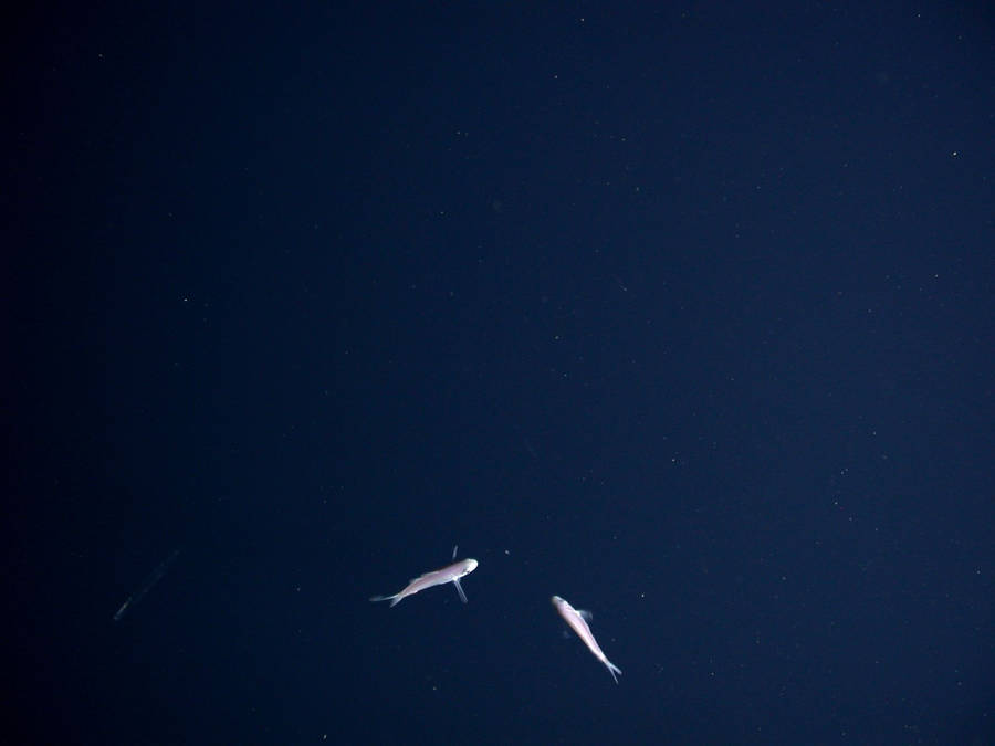 Whale Aesthetic Dark Blue Hd Wallpaper