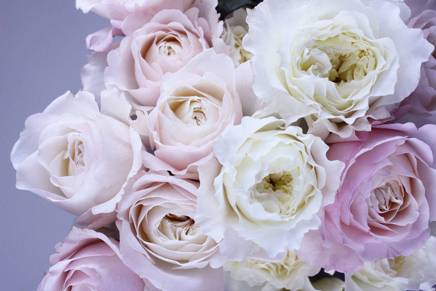 White And Pink Flowers Wallpaper