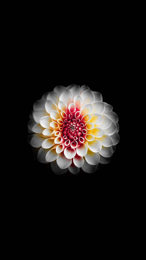 White And Red Dahlia Flower Apple Wallpaper