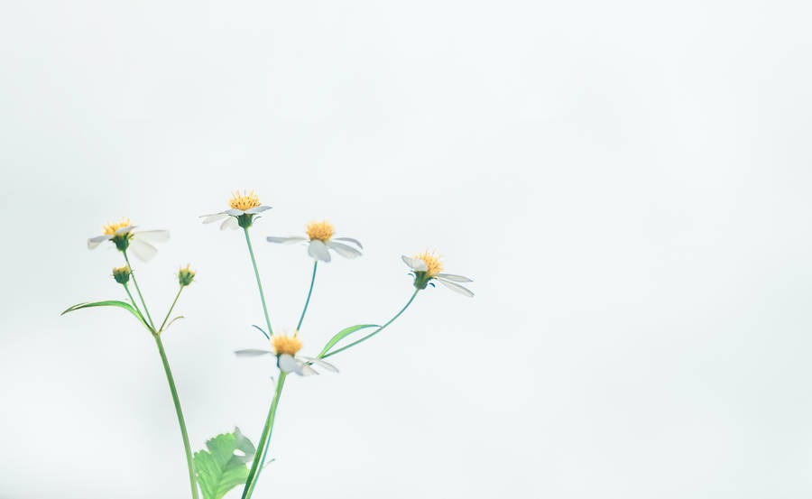 White Chamomile Flowers Wallpaper