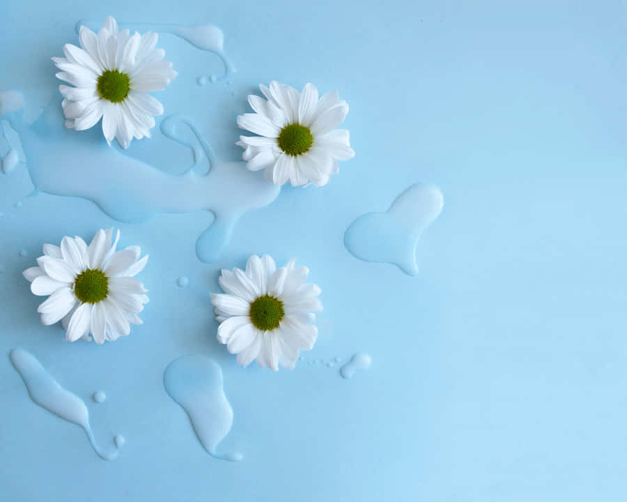 White Daisies On A Blue Background With Water Drops Wallpaper