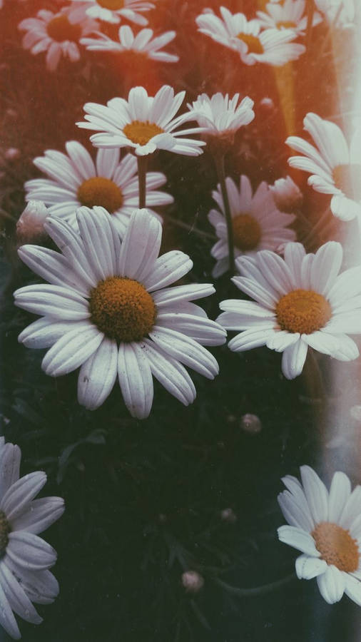 White Daisy Aesthetic Film Effect Wallpaper