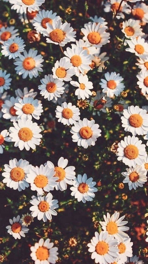 White Daisy Aesthetic With Sunlight Wallpaper