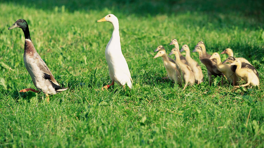 White Duck And Mallards Wallpaper
