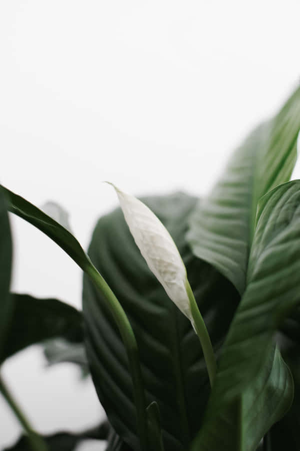 White Flower On A Plant With Green Leaves Wallpaper