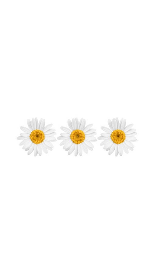 White Flower Pins For Iphone Wallpaper