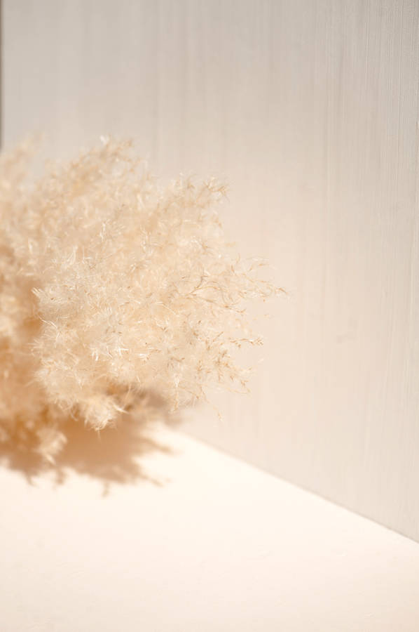 White Fur On White Surface Wallpaper