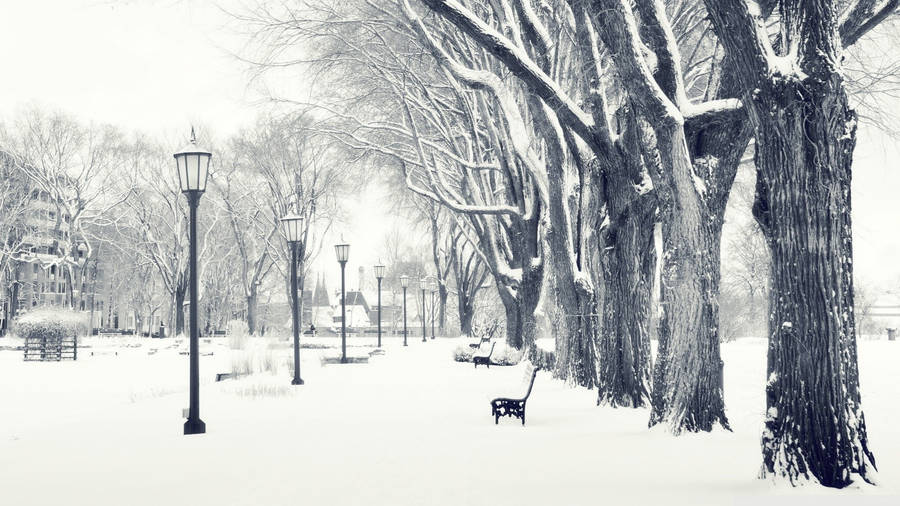 White Hd Winter Park Wallpaper