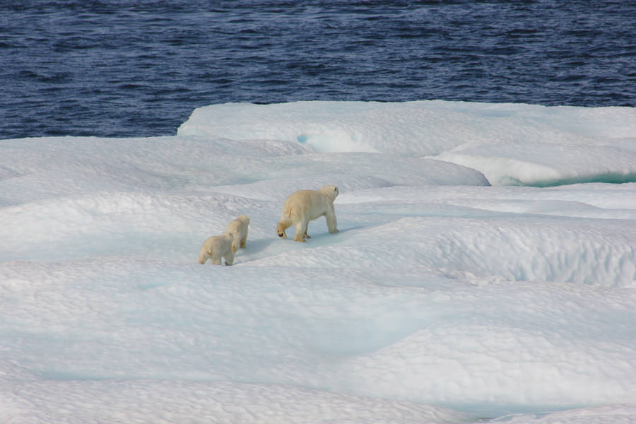 White Polar Bear On Snow Covered Ground During Daytime Wallpaper