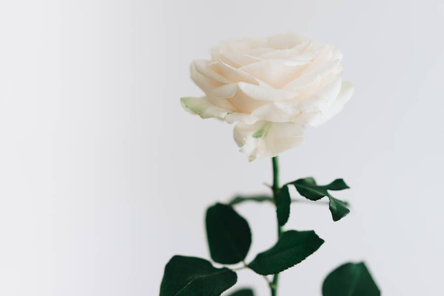 White Rose Aesthetic Phone Wallpaper