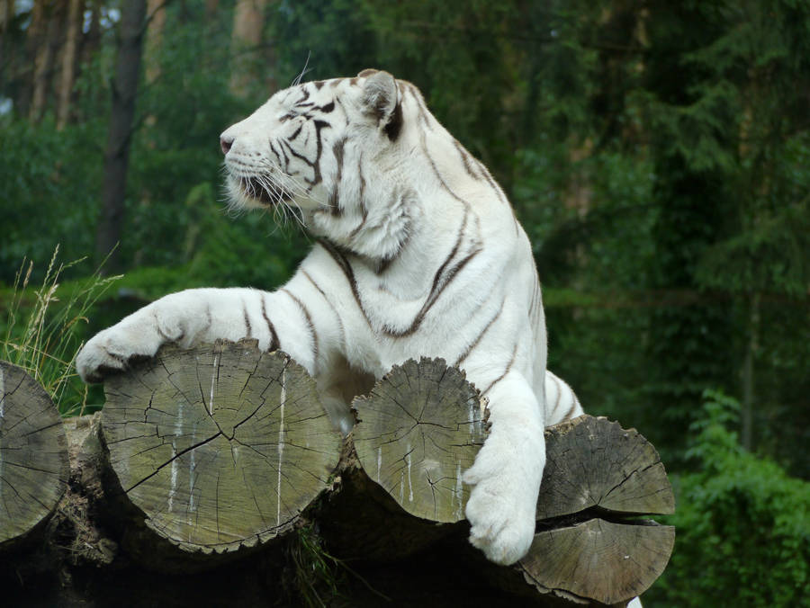 White Tiger Wallpaper
