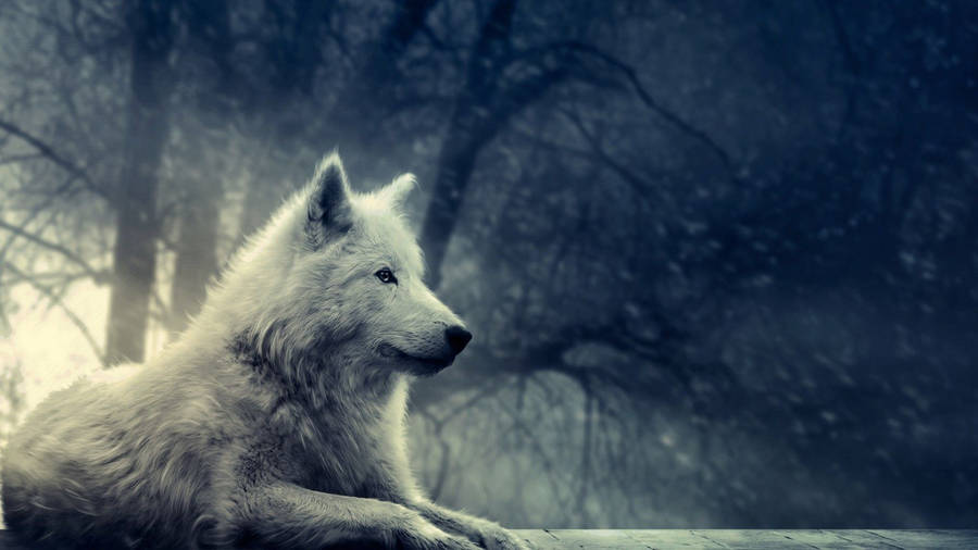 White Wolf Sitting In Wilderness Wallpaper