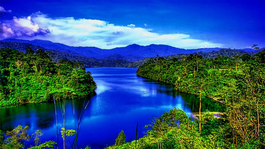 Widescreen Nature Rainforest Wallpaper