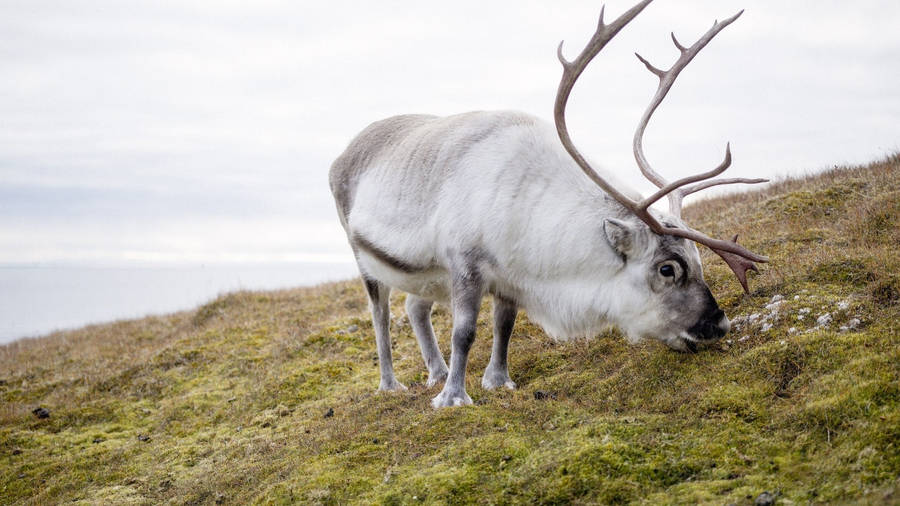 Wild Caribou Arctic Reindeer Wallpaper