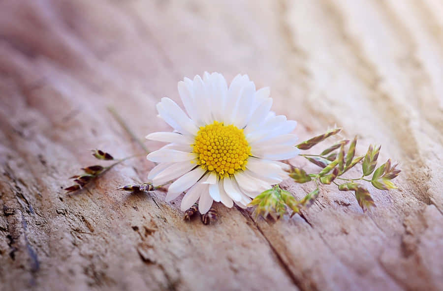 Wild Daisy Laptop Wallpaper
