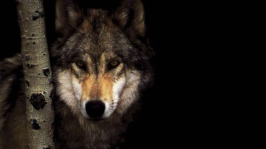 Wild Grey Wolf Glancing Quickly At The Camera Wallpaper