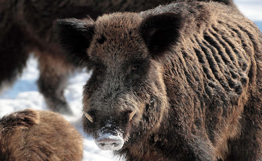 Wild Hog Enjoying A Mud Bath Wallpaper