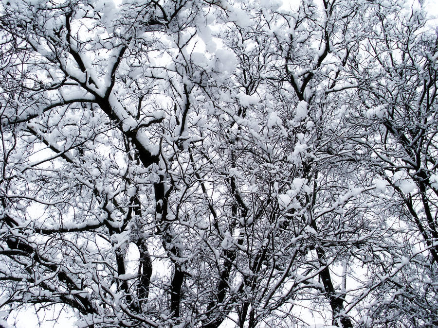 Winter Snow Covered Trees Wallpaper