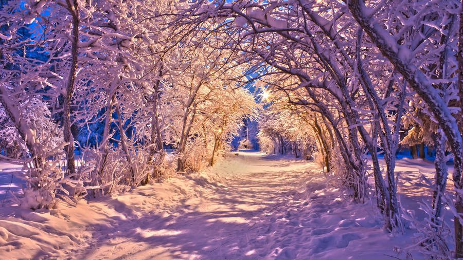 Winter Tunnel Of Trees Wallpaper