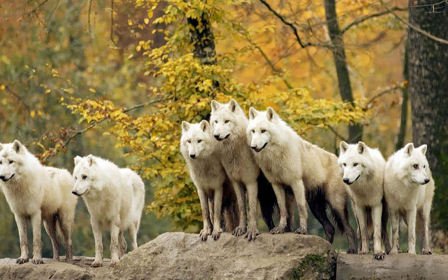 Wolf Pack In Autumn Forest Wallpaper