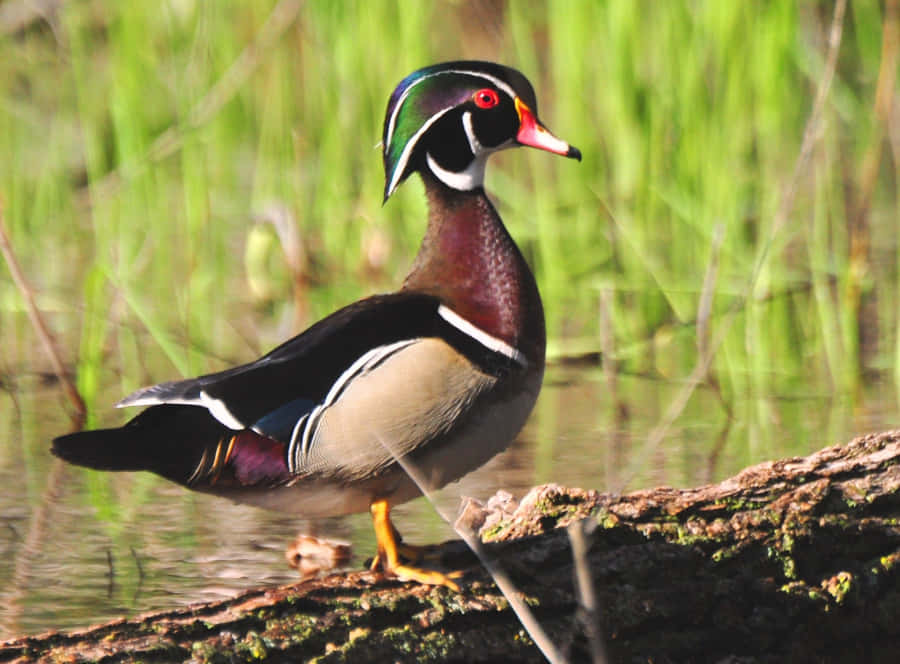 Wood Duck Walking For Duck Hunting Desktop Wallpaper