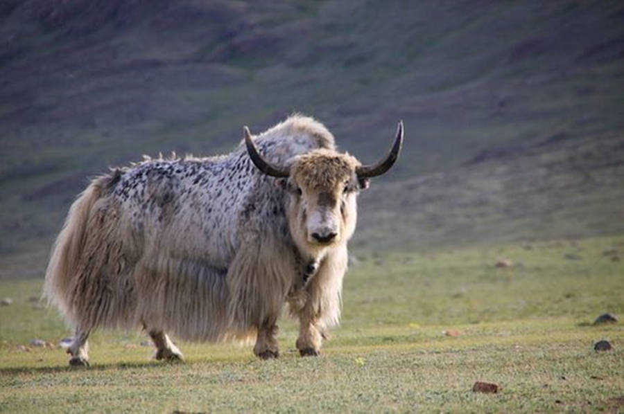 Yak Brown And White On Grass Wallpaper