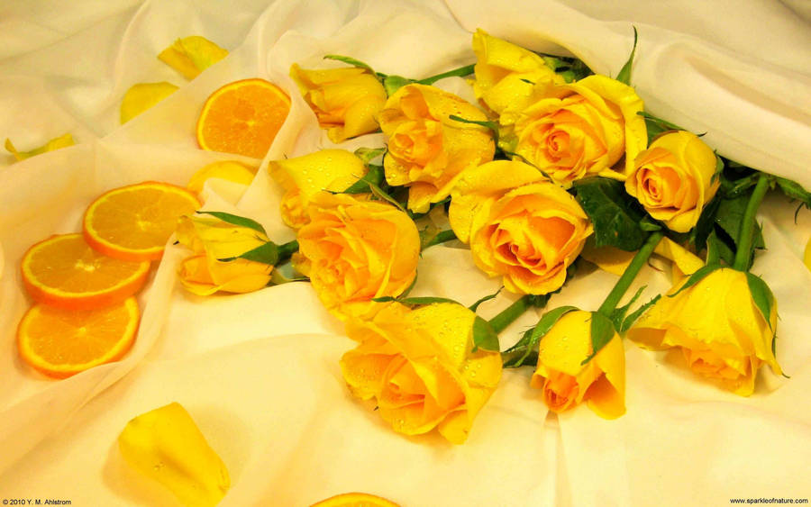Yellow Aesthetic Rose Flowers Wallpaper