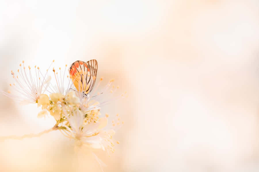 Yellow Flowers And Butterflies Orange Wings Wallpaper