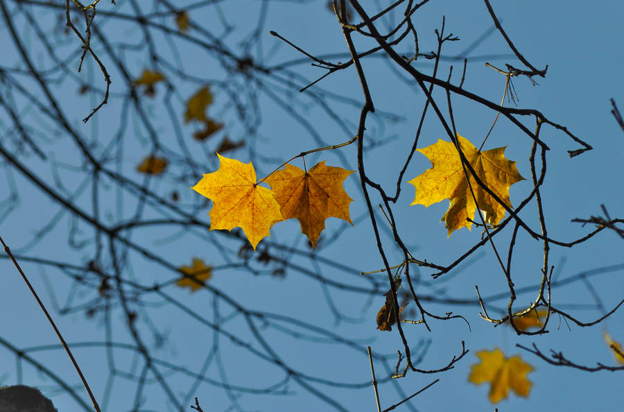 Yellow Leaf Wallpaper