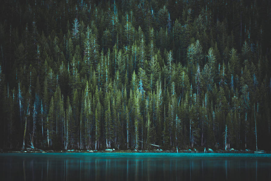 Yosemite Lake And Trees Wallpaper