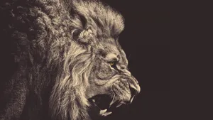 1080p Hd Black And White Lion Wallpaper