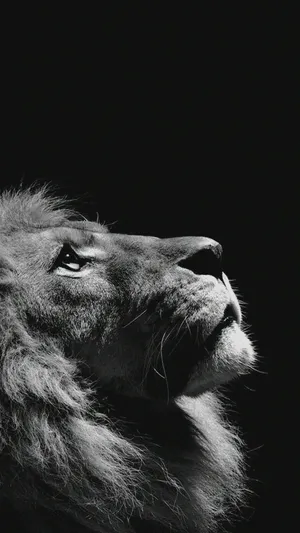 1080x1920 Lion Looking Sky Animal Nature Dark Photo Iphone Wallpaper. - Media Wallpaper