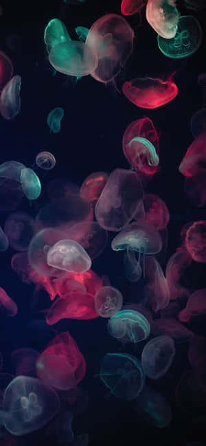 1170x2532 Resolution Muticolored Jellyfish Wallpaper