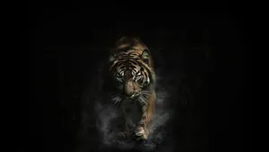 1244x700 Tiger Tigers Wallpaper. 1920x1080 Wallpaper