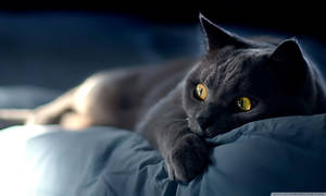 1280x768 Wallpaper Wide Hd Wallpaper