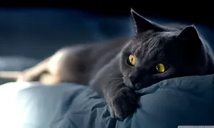 1280x768 Wallpaper Wide Hd Wallpaper